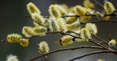 Oberkärntner Palmbuschen binden