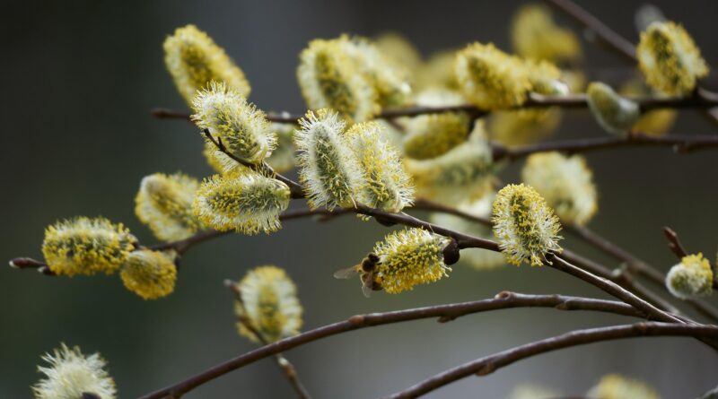 Oberkärntner Palmbuschen binden