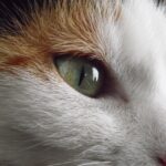 Flirten, schnurren, verlieben