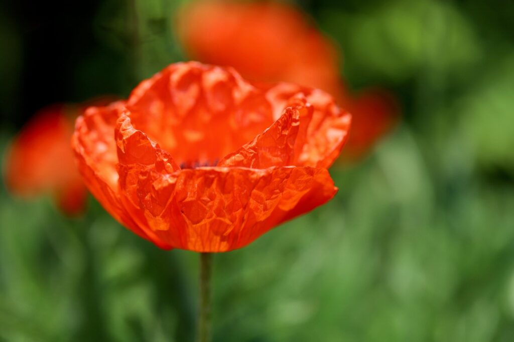 Blumenschmuckwettbewerb 2026