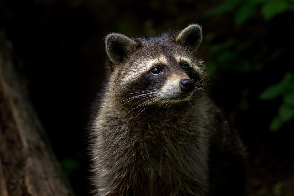 Country und Bluegrass