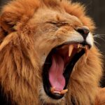 Der Karneval der Tiere