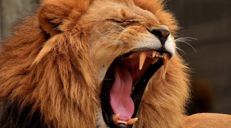 Der Karneval der Tiere