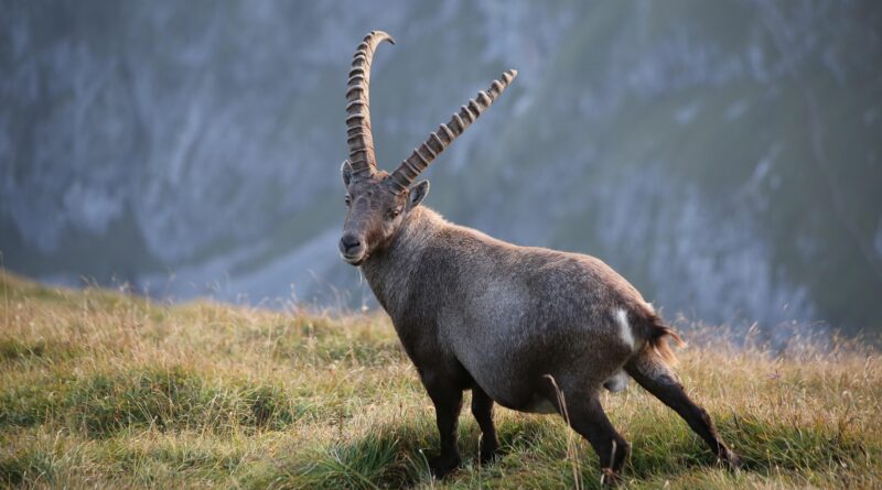 Dalli Klick im Naturpark