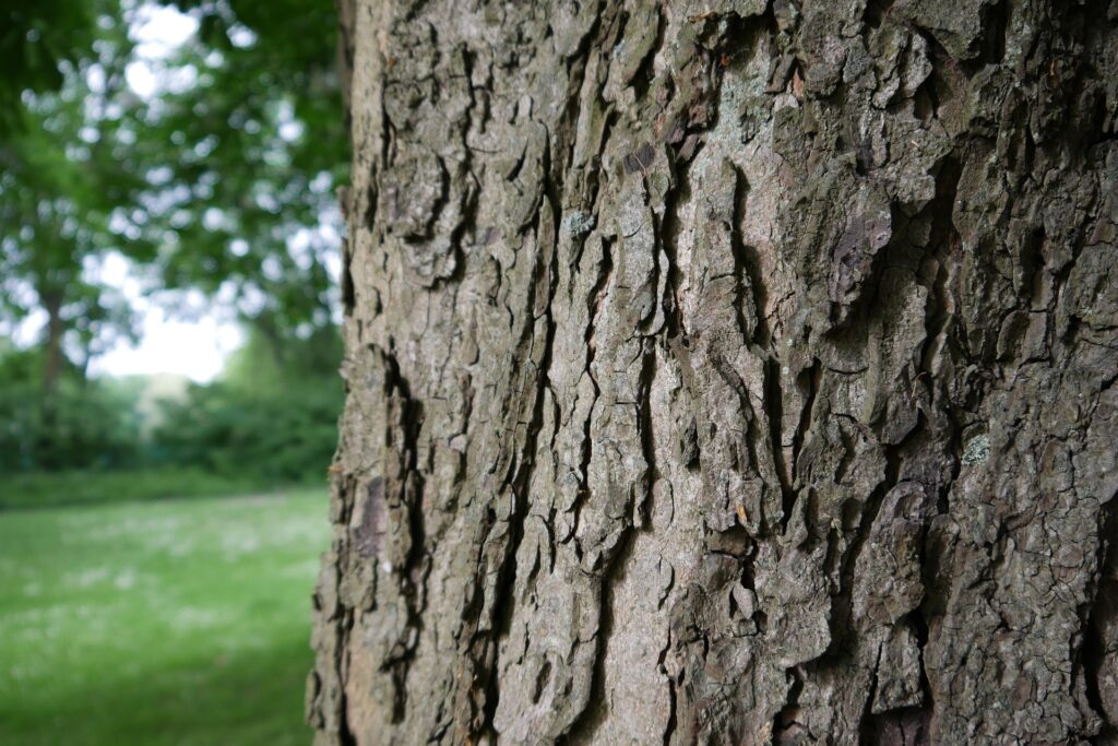 Workshop – Der Neurobaum