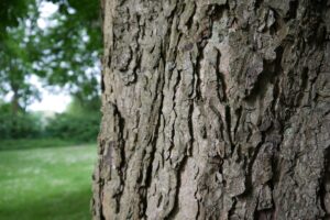 Workshop – Der Neurobaum