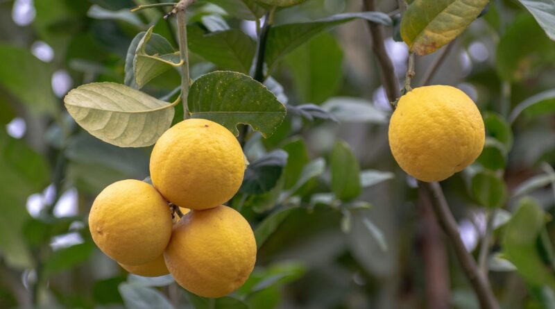 Zitrustage zu Ostern