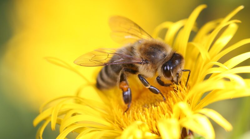 Schnupperkurs Imkerei