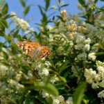 Biodiversitätspark mitgestalten