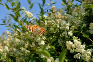 Biodiversitätspark mitgestalten