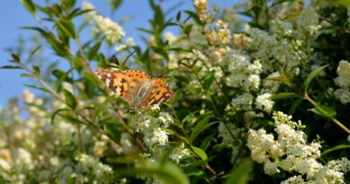 Biodiversitätspark mitgestalten