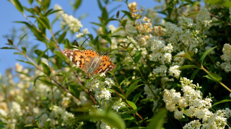 Biodiversitätspark mitgestalten