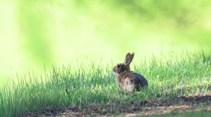 Osterhäschens Abenteuer