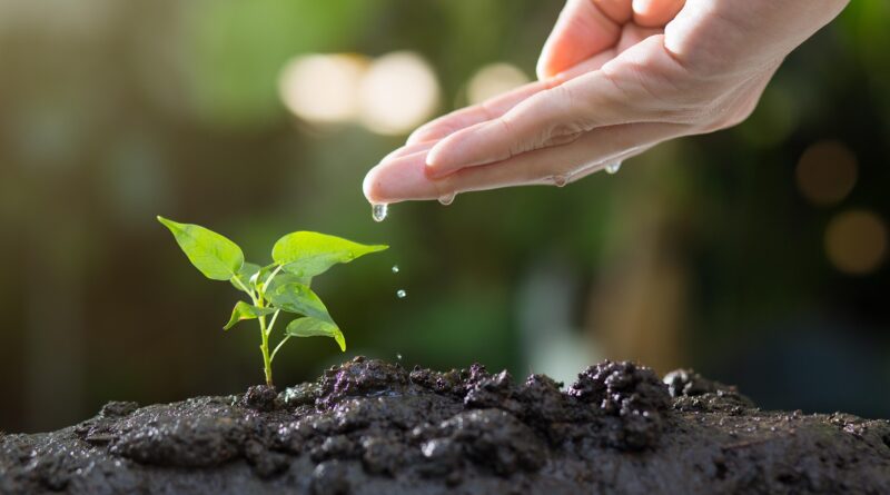 Pflanzentauschbörse Althofen