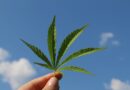Cannabis in der Medizin