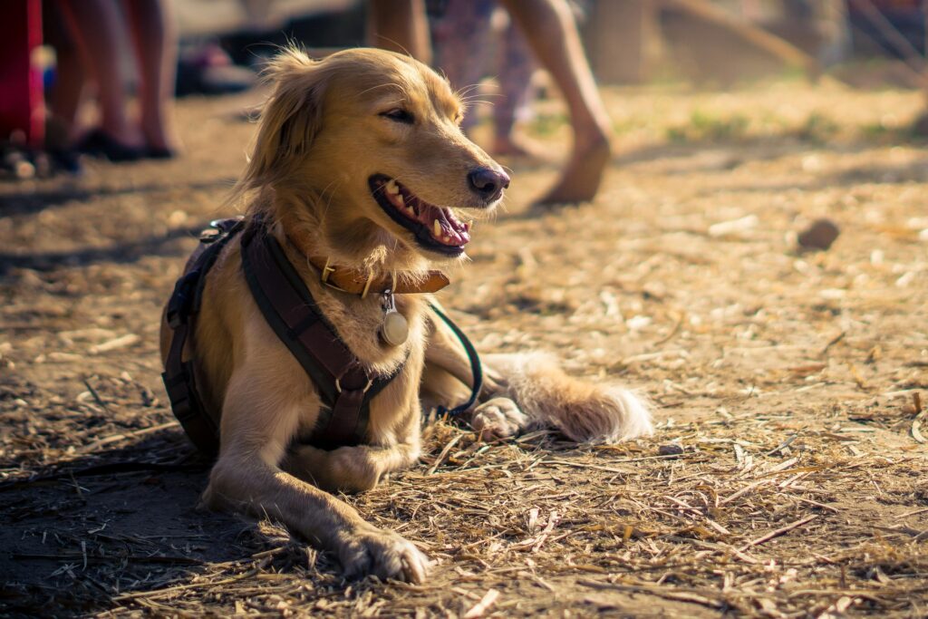 FELLIVAL – Hunde & Outdoor Festival