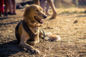 FELLIVAL – Hunde & Outdoor Festival