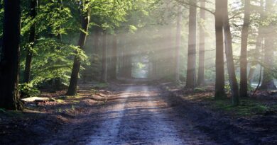 All about nature