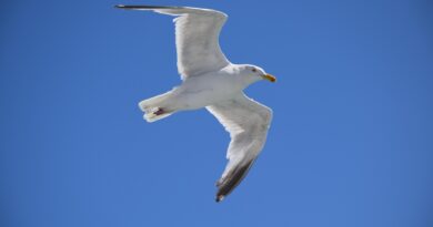 HafenZwitschern im Lendhafen