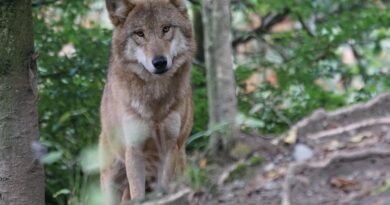 das TIER. und wir / animality
