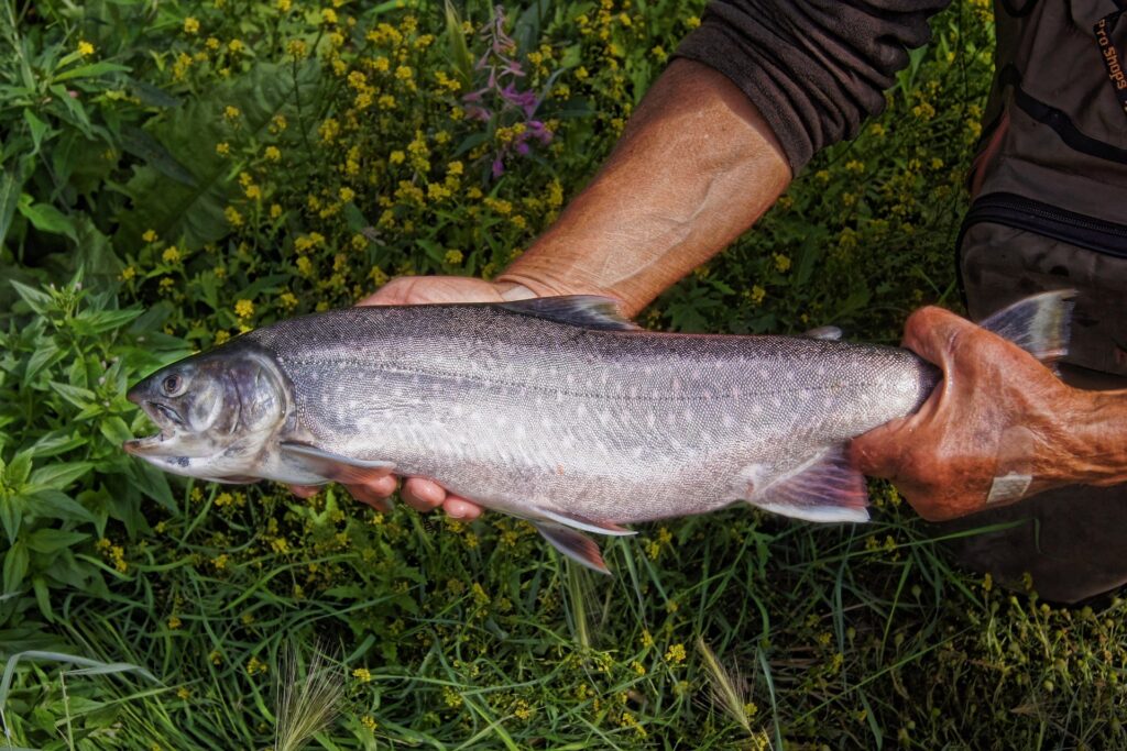 Fischfest
