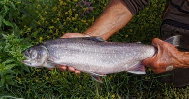 Fischfest