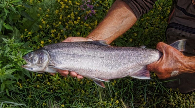 Fischfest