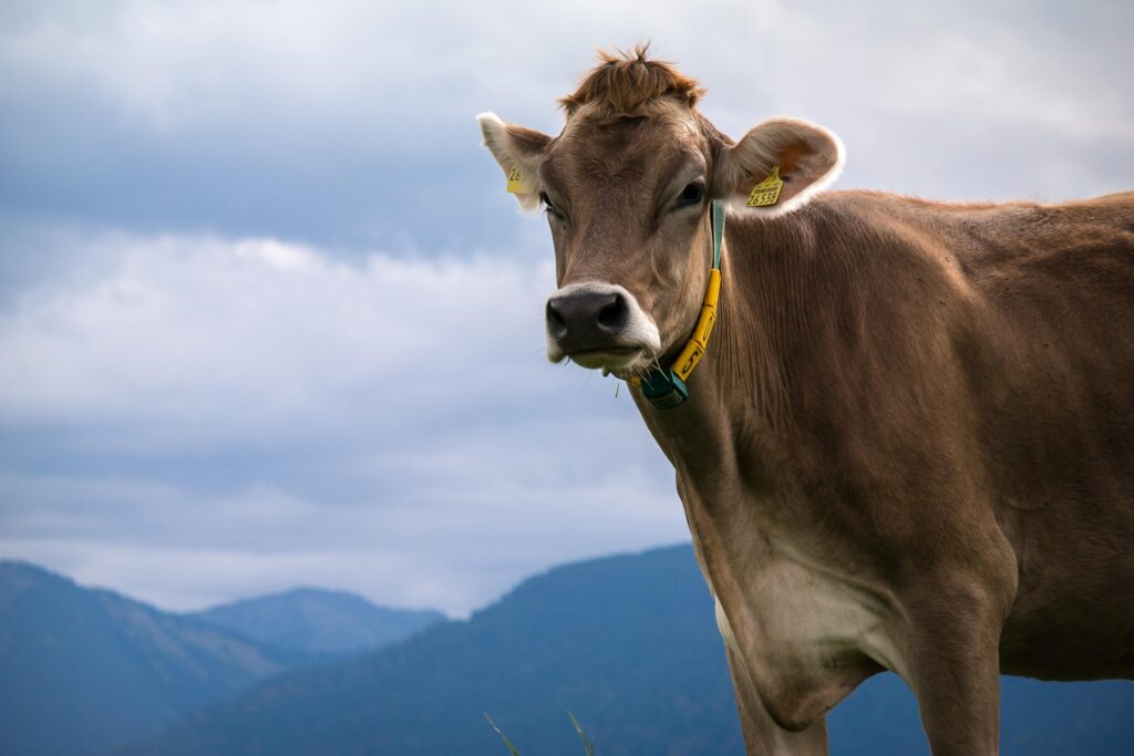 Almkirchtag auf der Petzen