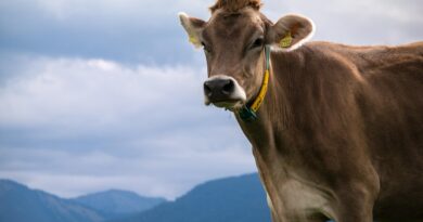 Almkirchtag auf der Petzen