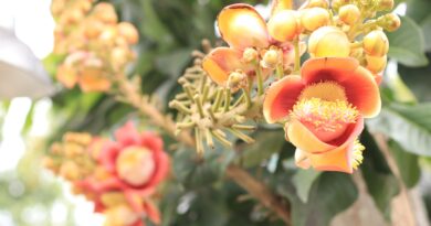 Morgenkonzert VII