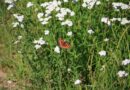 Wanderung durch die bizarre Bergsturzlandschaft
