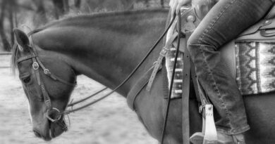 Landesmeisterschaften & Kärnten Cup im Westernreiten