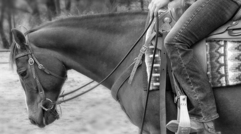 Landesmeisterschaften & Kärnten Cup im Westernreiten