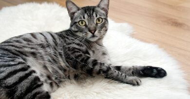 Der gestiefelte Kater