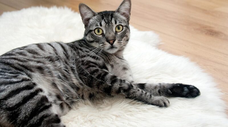 Der gestiefelte Kater
