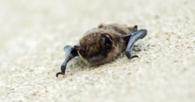 Batnight – Fledermausnacht im Naturpark Weissensee