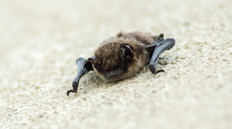 Batnight – Fledermausnacht im Naturpark Weissensee