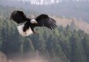 Greifvögel hautnah erleben