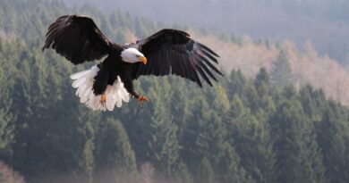 Greifvögel hautnah erleben