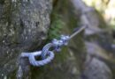 Abenteuer Klettersteig Möllschlucht