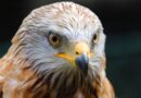 19. Greifvogelwochen