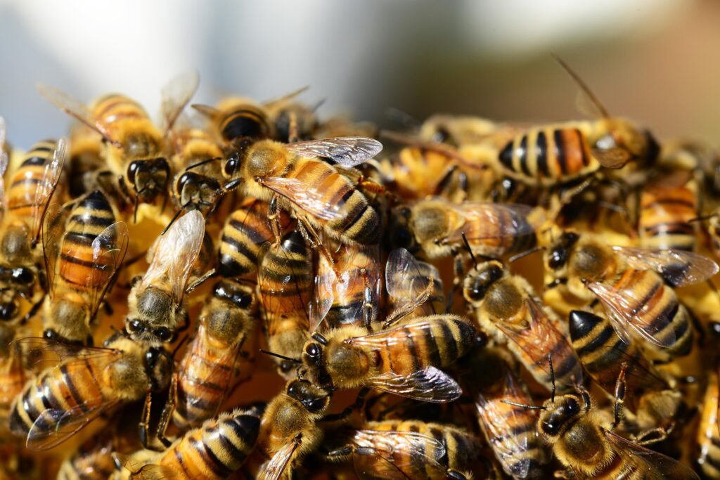 80 Jahre Summen im Mölltal: Großes Jubiläum und neuer Bienenlehrpfad in Flattach!