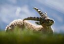 Wildtierbeobachtung entlang des Tauernhöhenweges