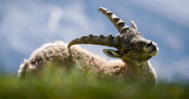 Wildtierbeobachtung entlang des Tauernhöhenweges