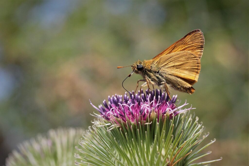 Ausstellung | BIODIVERSITÄT ENTDECKEN