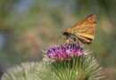 Ausstellung | BIODIVERSITÄT ENTDECKEN