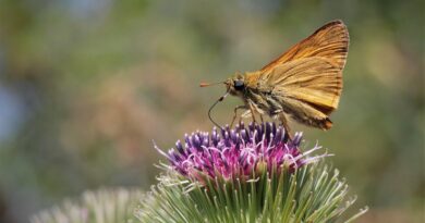 Ausstellung | BIODIVERSITÄT ENTDECKEN
