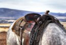 Ausstellung: Kärntner Cowboys