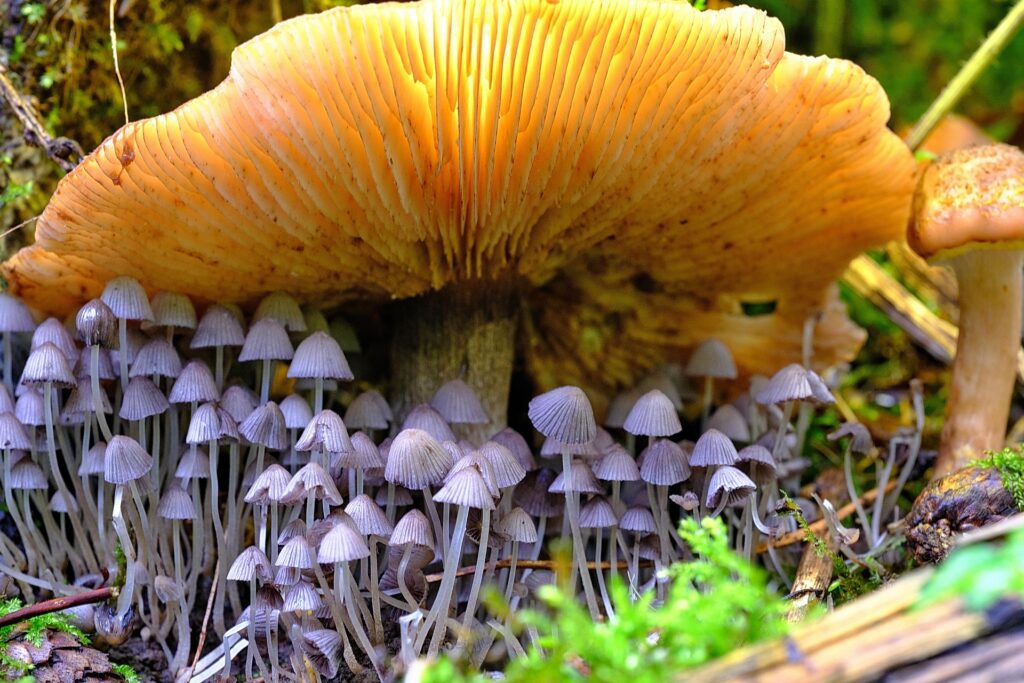 Pilz Exkursion