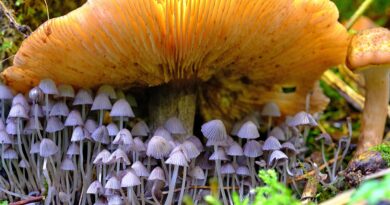 Pilz Exkursion